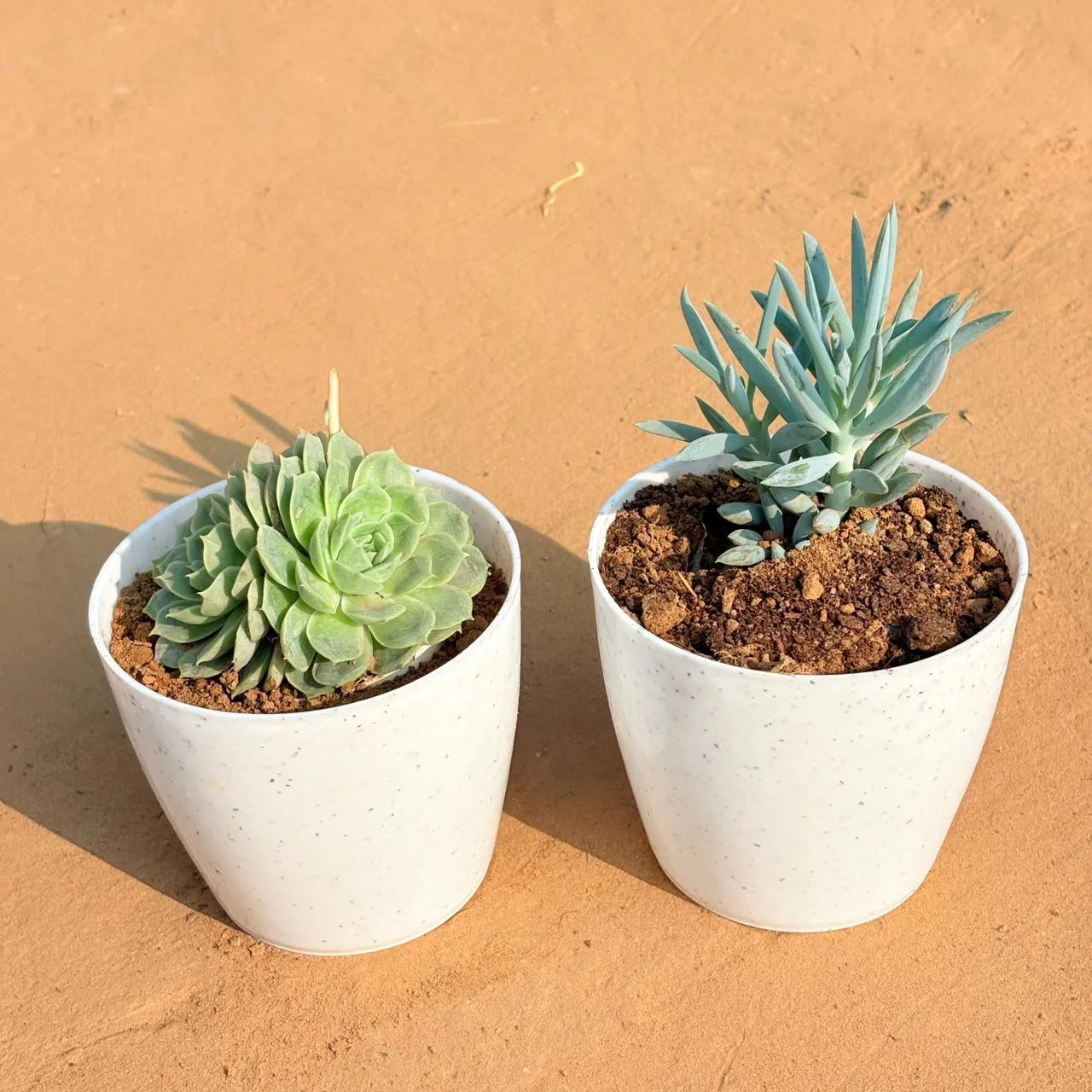 Set of 2 - Echeveria Elegans Succulent & Curio Repens Succulent in 5 Inch White Marble Premium Round Tower Plastic Planter