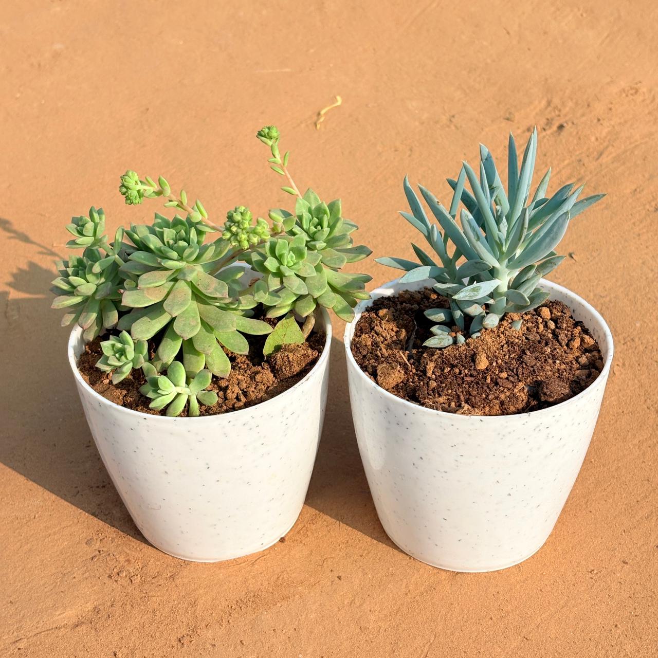 Set of 2 - Echeveria Red Succulent & Curio Repens Succulent in 5 Inch White Marble Premium Round Tower Plastic Planter