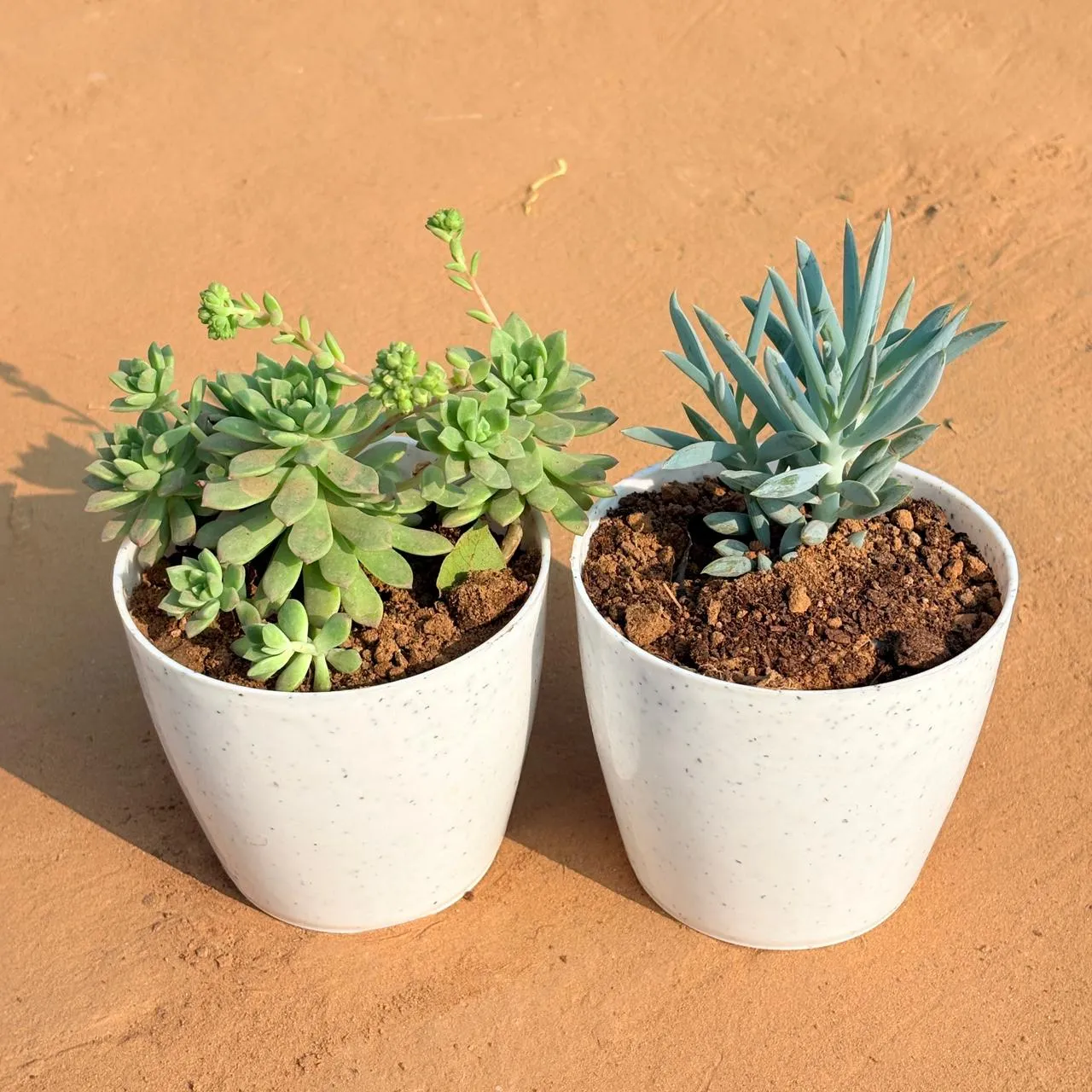 Set of 2 - Echeveria Red Succulent & Curio Repens Succulent in 5 Inch White Marble Premium Round Tower Plastic Planter