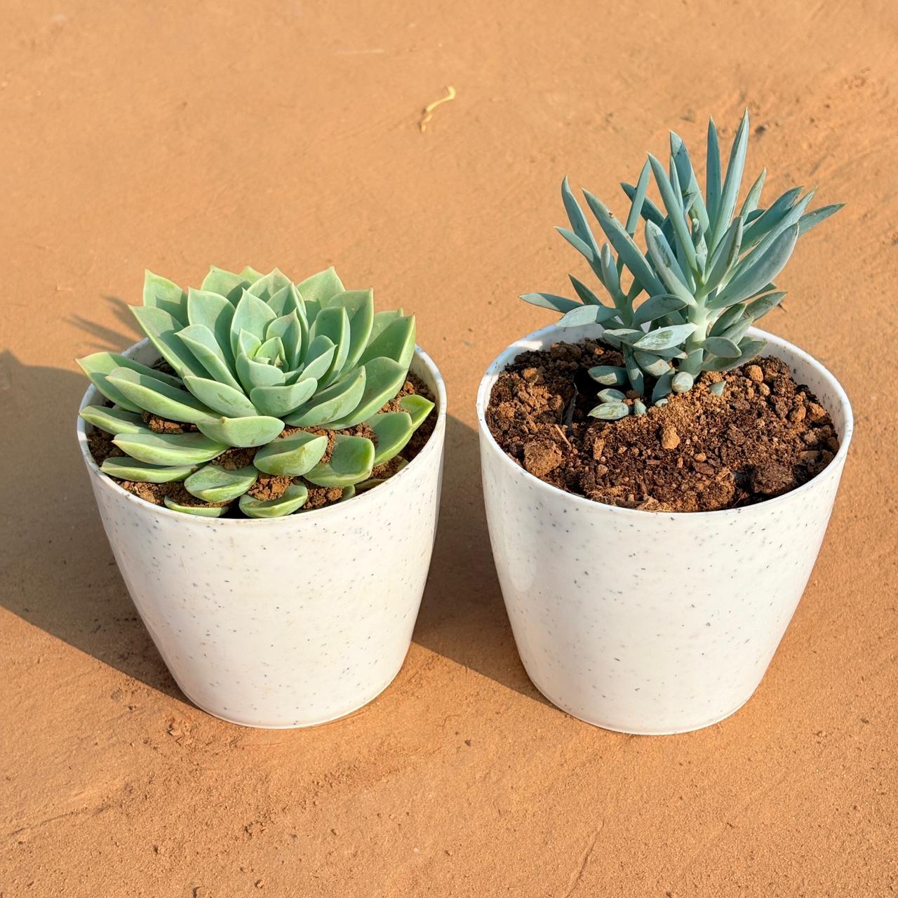 Set of 2 - Echeveria Green Succulent & Curio Repens Succulent in 5 Inch White Marble Premium Round Tower Plastic Planter