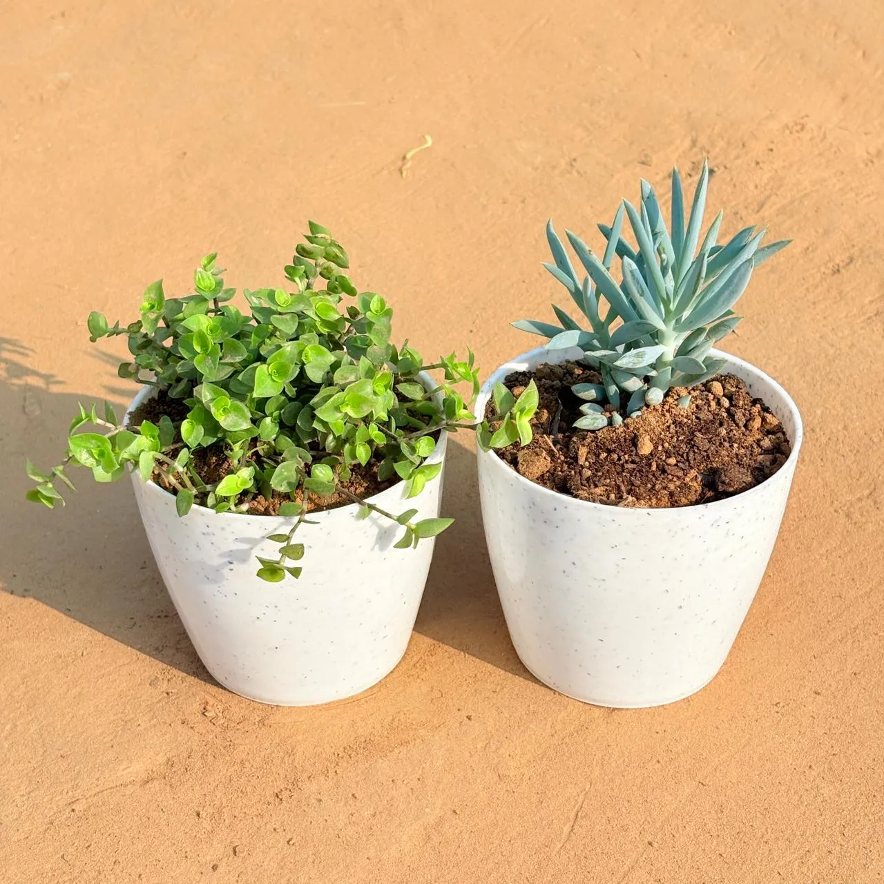 Set of 2 - Black Lady / Turtle Vine Black & Curio Repens Succulent in 5 Inch White Marble Premium Round Tower Plastic Planter