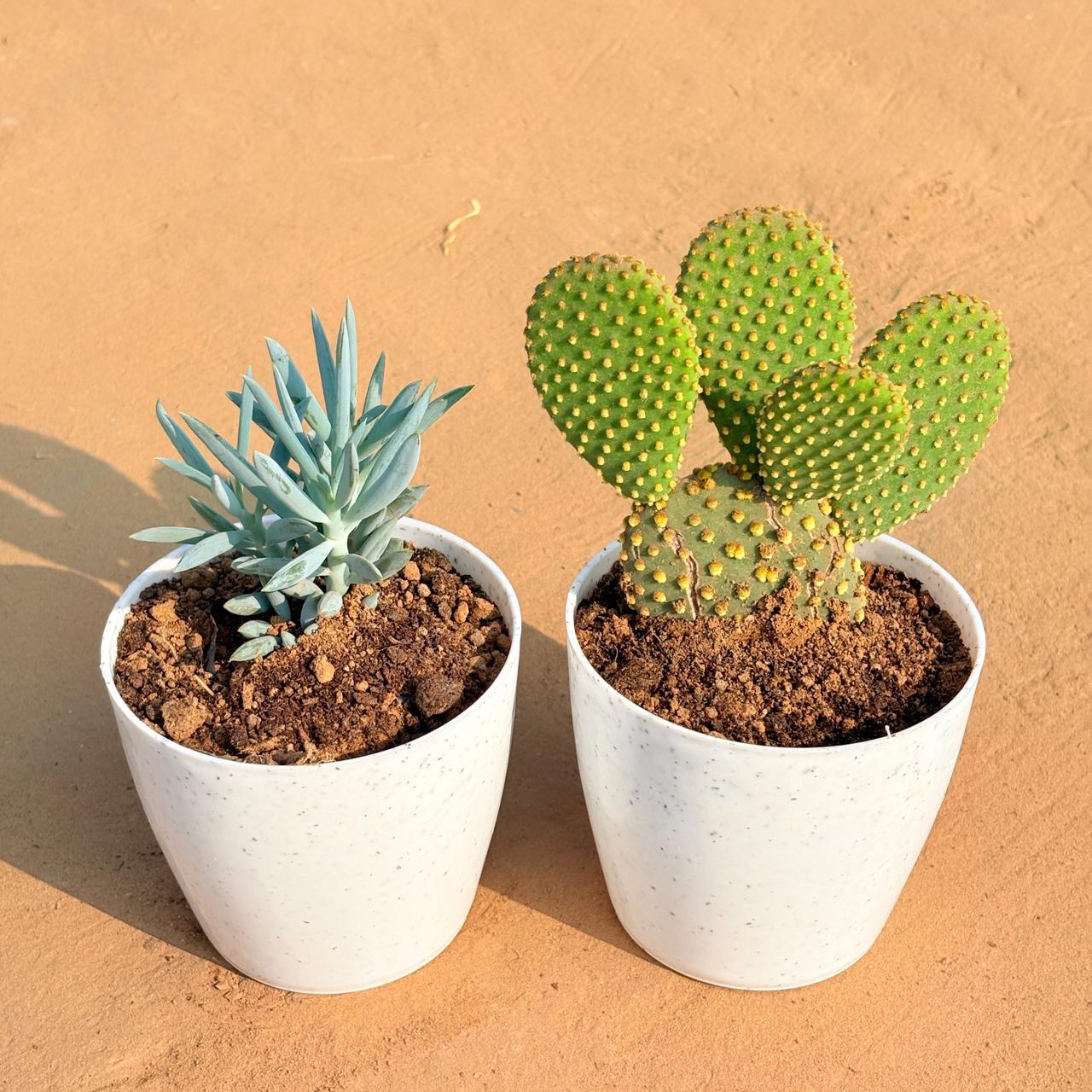 Set of 2 - Bunny Ear Cactus & Curio Repens Succulent in 5 Inch White Marble Premium Round Tower Plastic Planter