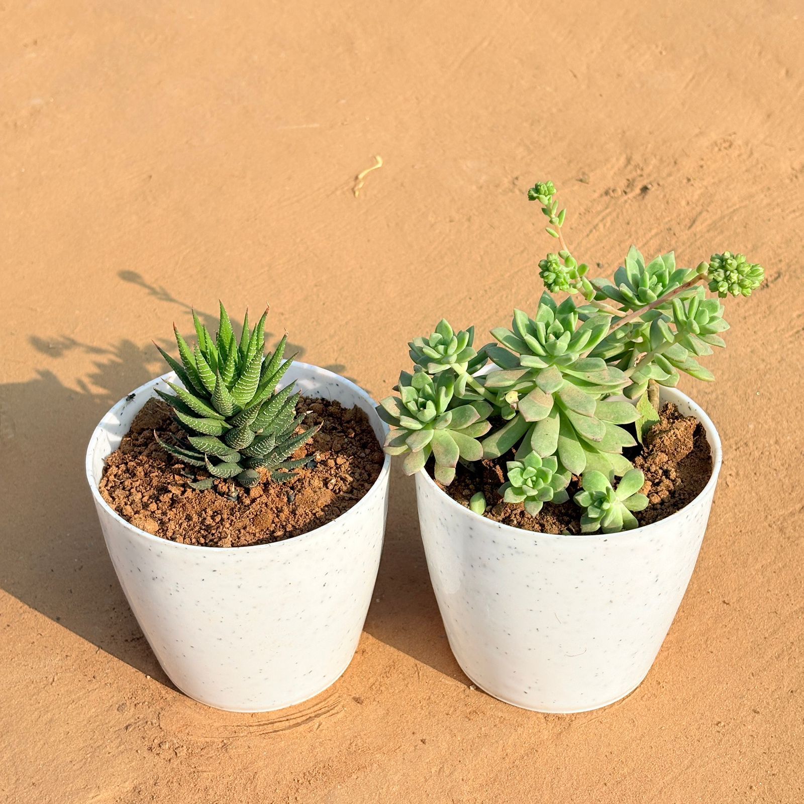 Set of 2 - Haworthia Zebrina & Echeveria Red Succulent in 5 Inch White Marble Premium Round Tower Plastic Planter
