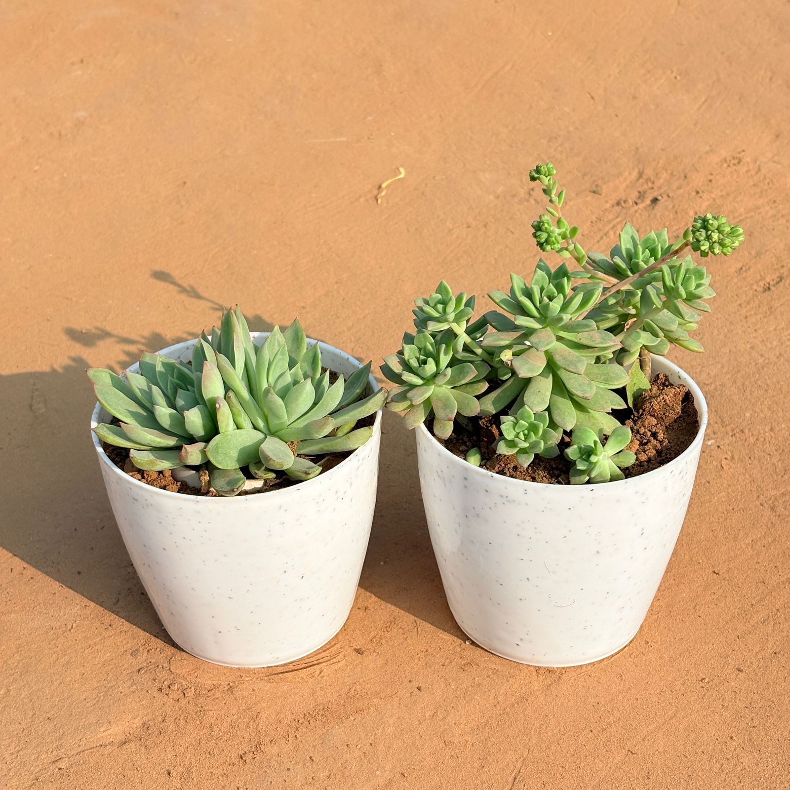Set of 2 - Echeveria Elegans Red Tipped & Echeveria Red Succulent in 5 Inch White Marble Premium Round Tower Plastic Planter