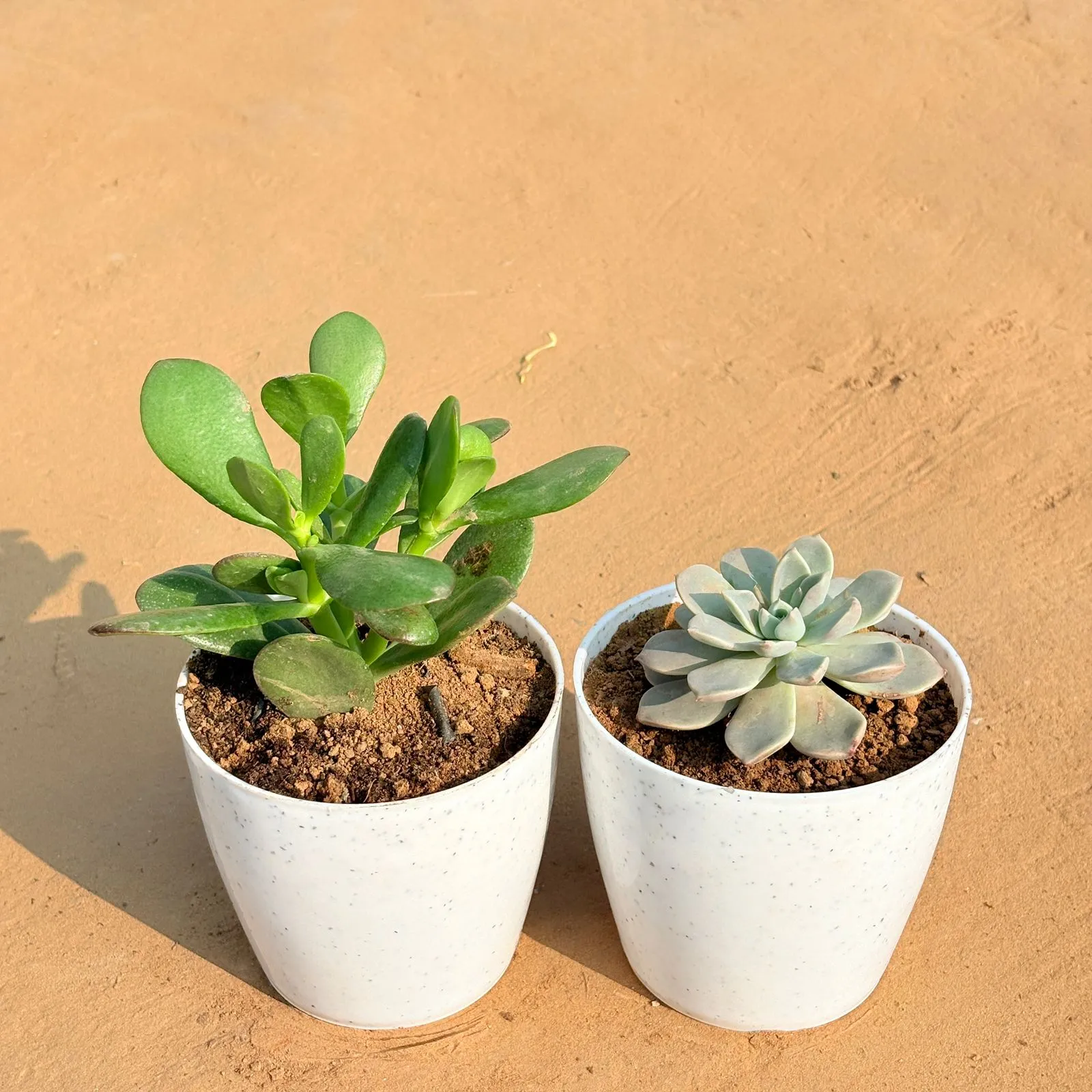 Set of 2 - Crassula Ovata/ Dhan Kuber & Echeveria Albicans Succulent in 5 Inch White Marble Premium Round Tower Plastic Planter