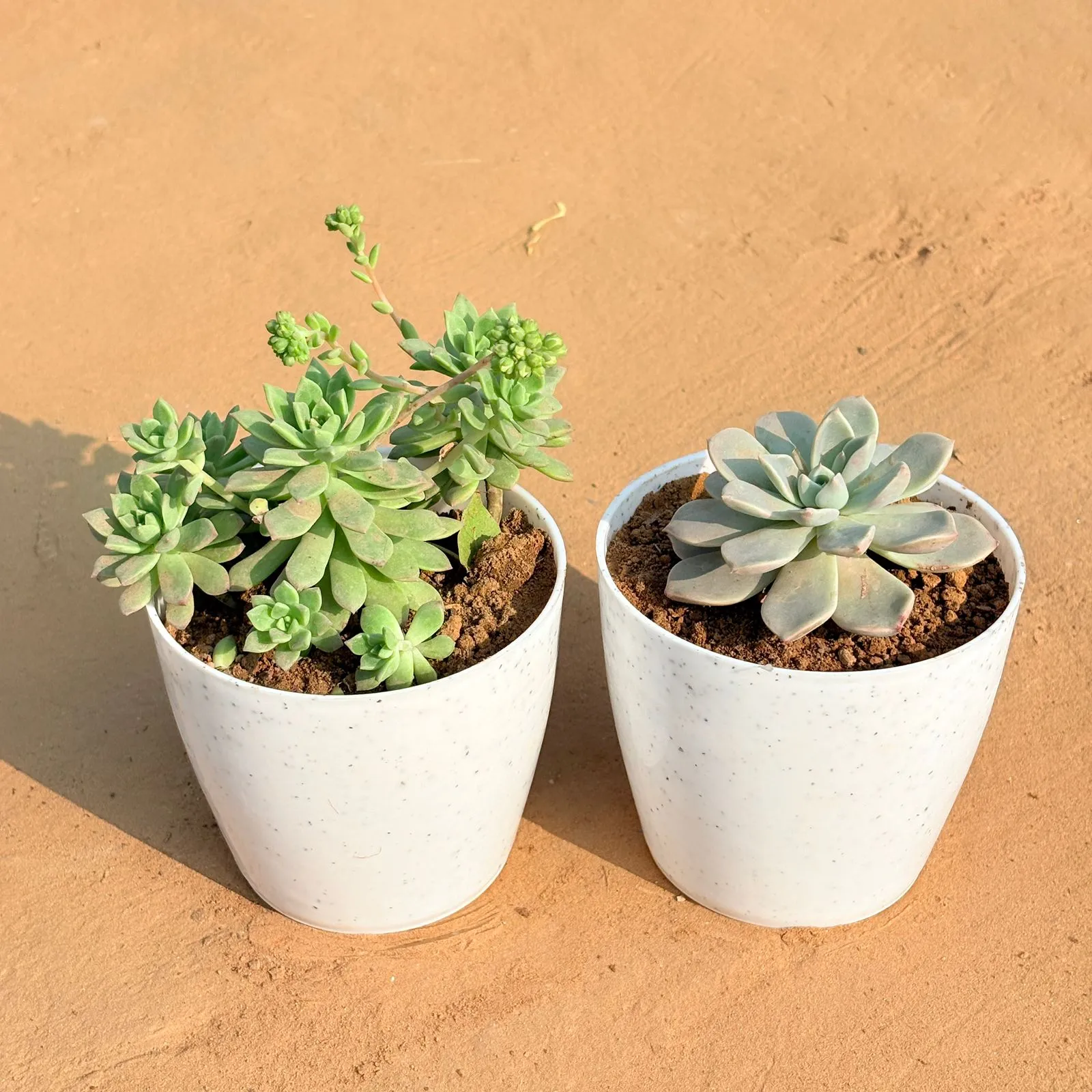 Set of 2 - Echeveria Red Succulent & Echeveria Albicans Succulent in 5 Inch White Marble Premium Round Tower Plastic Planter