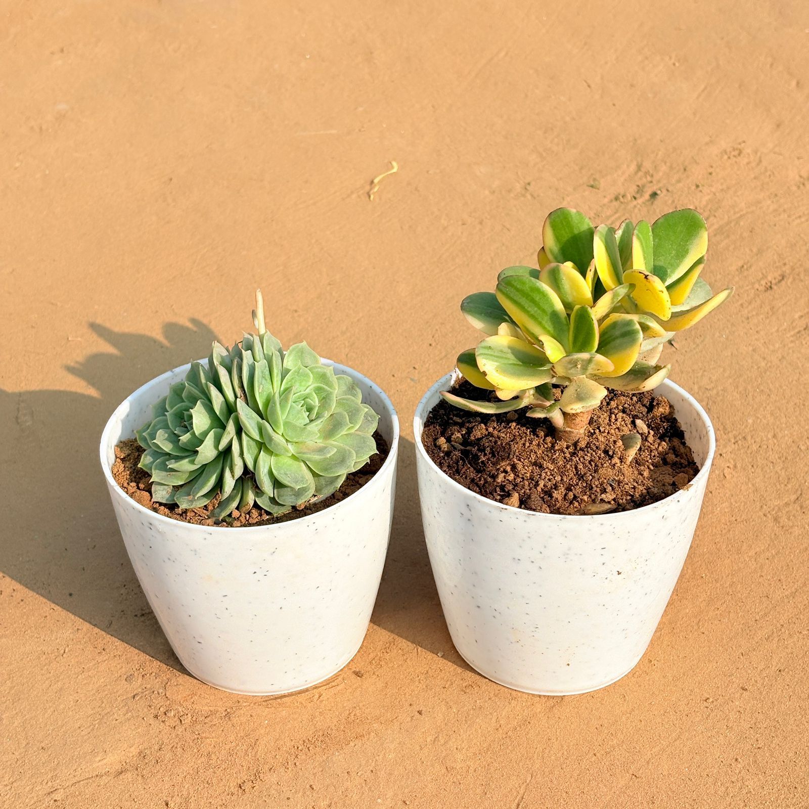 Set of 2 - Echeveria Elegans Succulent & Crassula Variegated Succulent in 5 Inch White Marble Premium Round Tower Plastic Planter