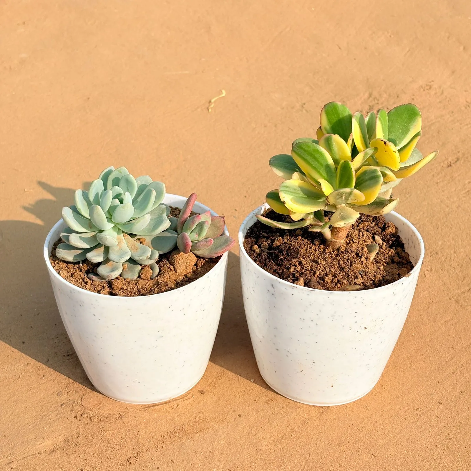 Set of 2 - Echeveria Lotus Succulent & Crassula Variegated Succulent in 5 Inch White Marble Premium Round Tower Plastic Planter