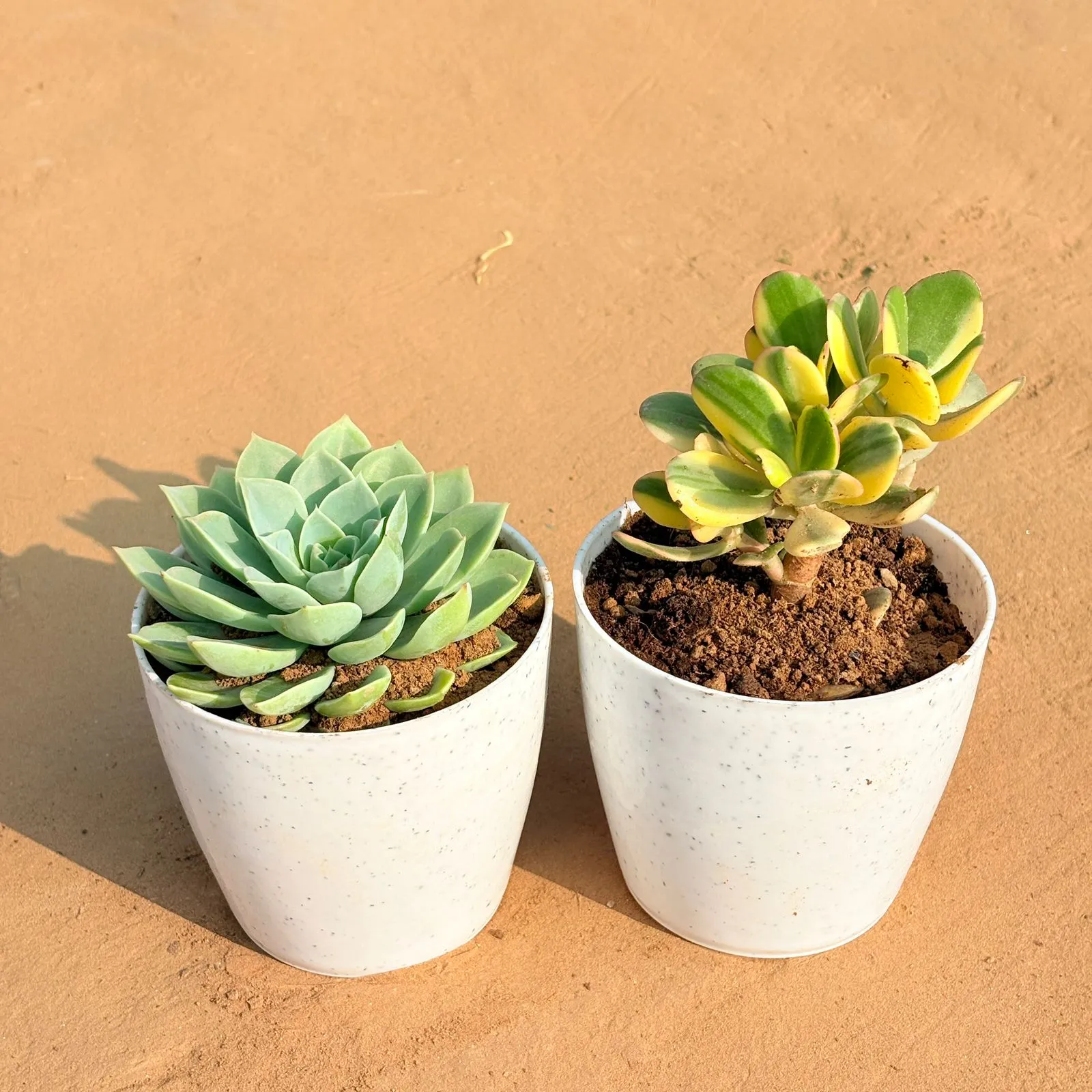 Set of 2 - Echeveria Green Succulent & Crassula Variegated Succulent in 5 Inch White Marble Premium Round Tower Plastic Planter