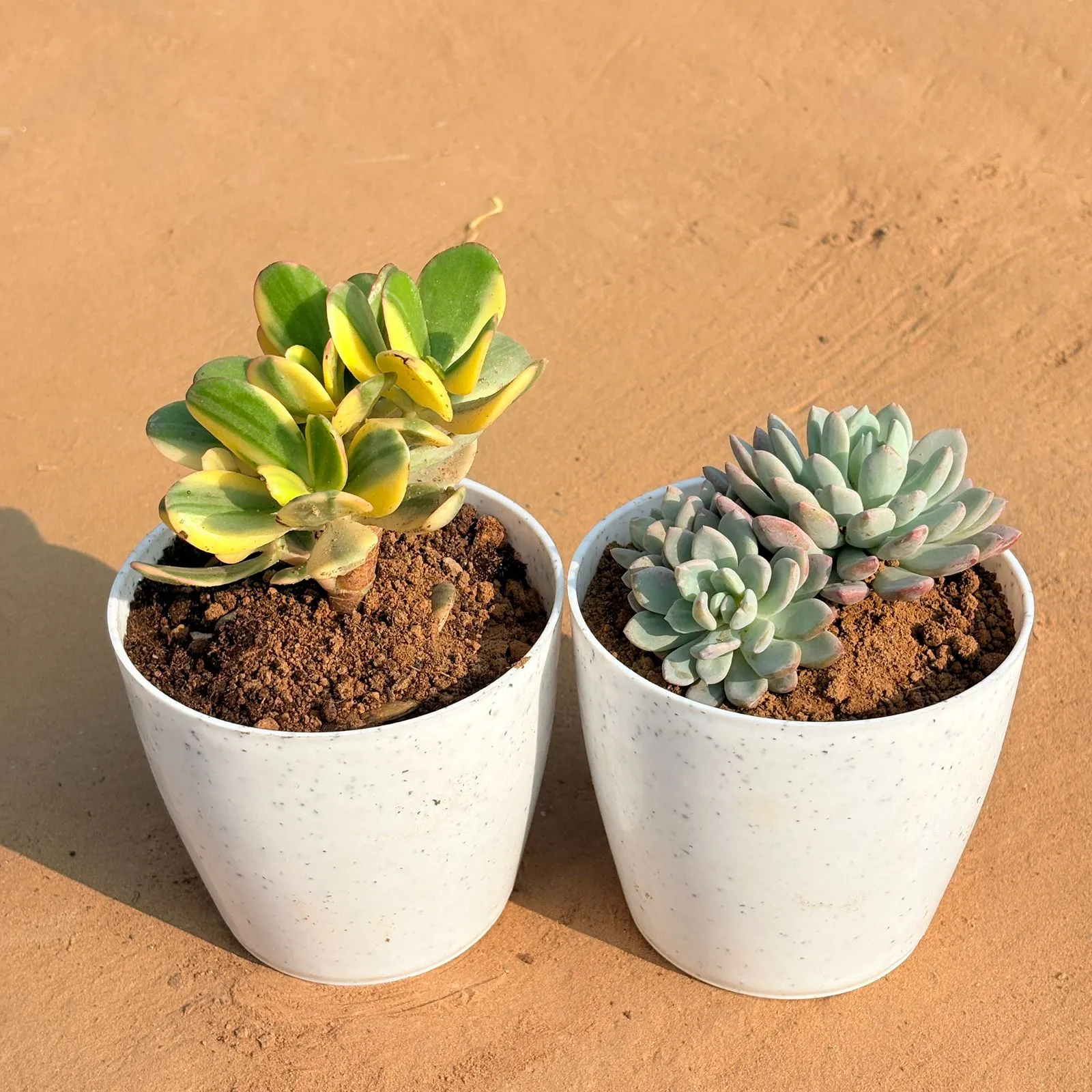 Set of 2 - Echeveria Desmetiana Succulent & Crassula Variegated Succulent in 5 Inch White Marble Premium Round Tower Plastic Planter
