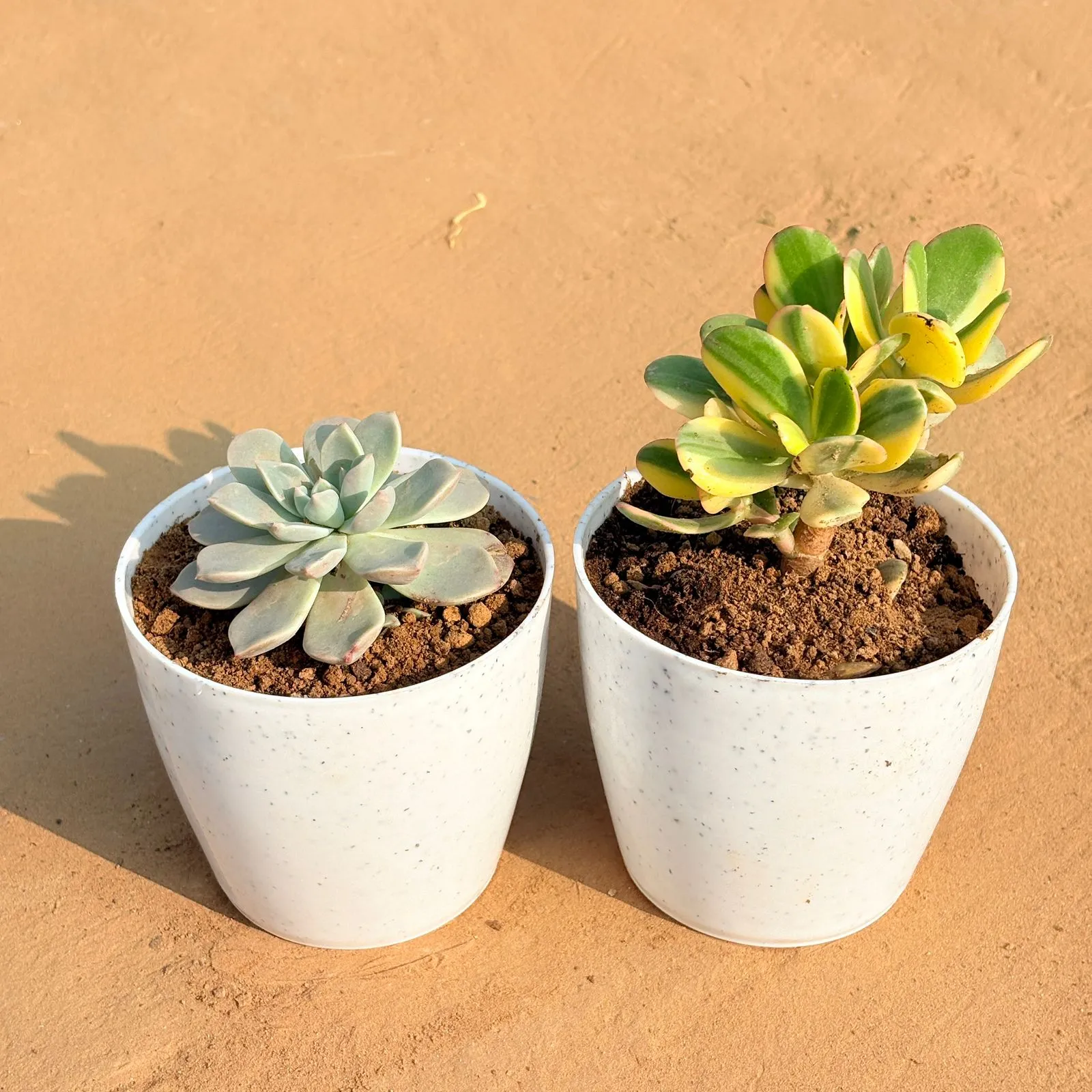 Set of 2 - Echeveria Albicans Succulent & Crassula Variegated Succulent in 5 Inch White Marble Premium Round Tower Plastic Planter