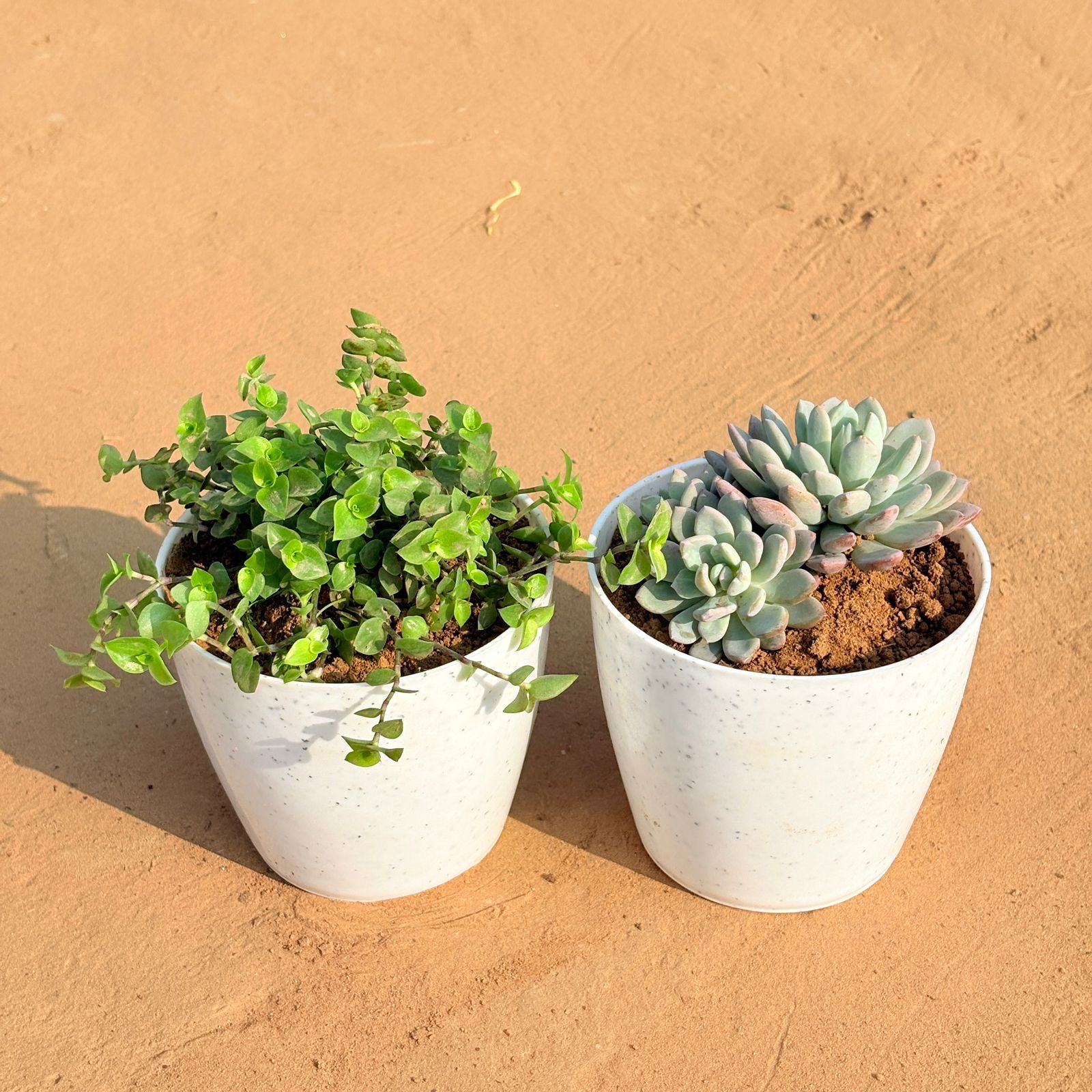 Set of 2 - Black Lady / Turtle Vine Black & Echeveria Desmetiana Succulent in 5 Inch White Marble Premium Round Tower Plastic Planter