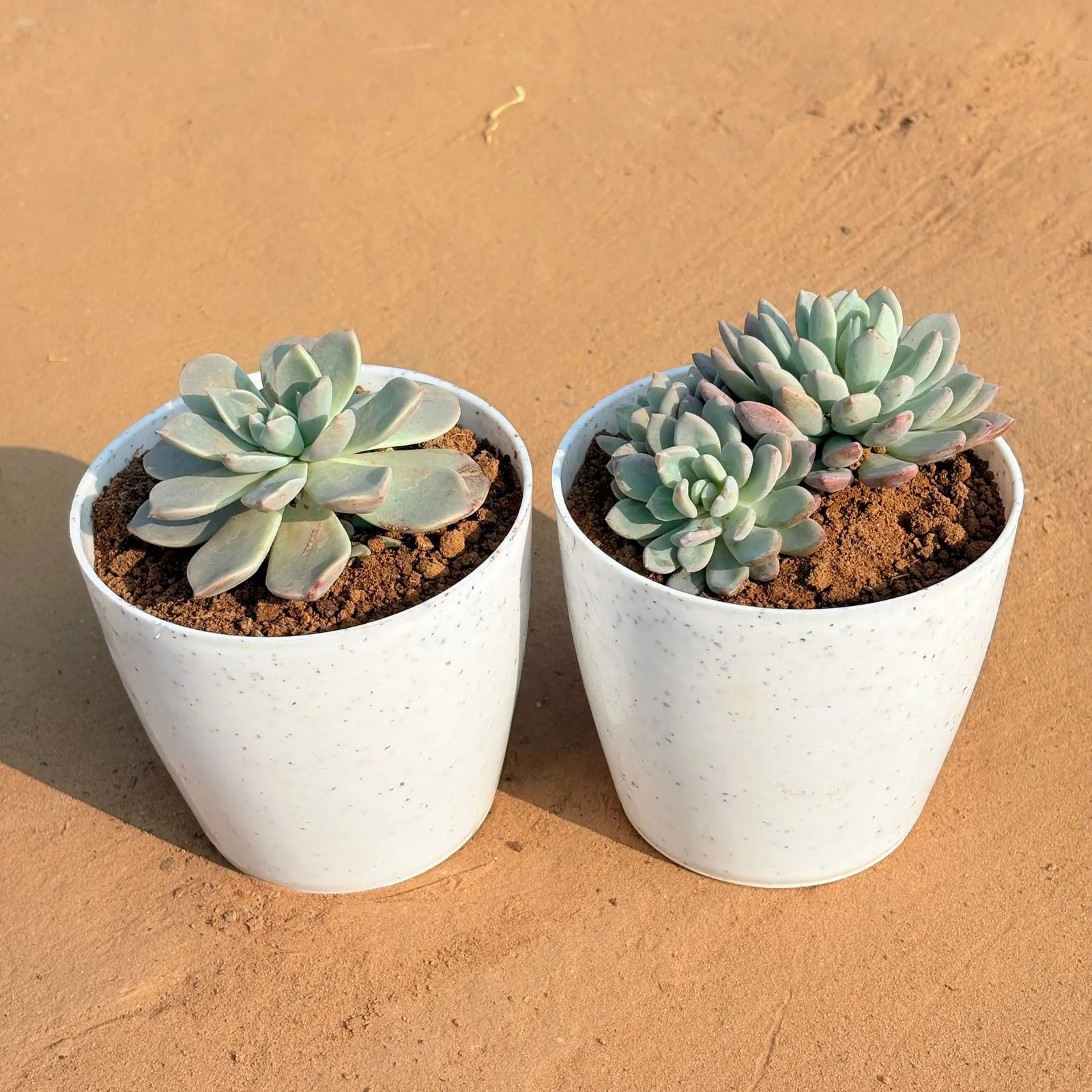 Set of 2 - Echeveria Albicans Succulent & Echeveria Desmetiana Succulent in 5 Inch White Marble Premium Round Tower Plastic Planter