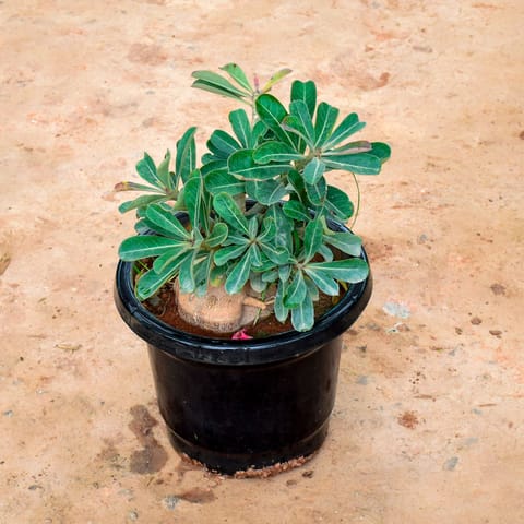 Adenium (Any Colour) in 10 Inch Nursery Pot