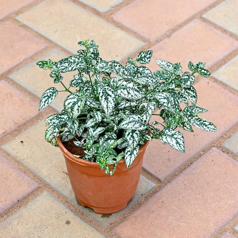Hypoestes / Polka Dot Variegated White in 4 Inch Nursery Pot