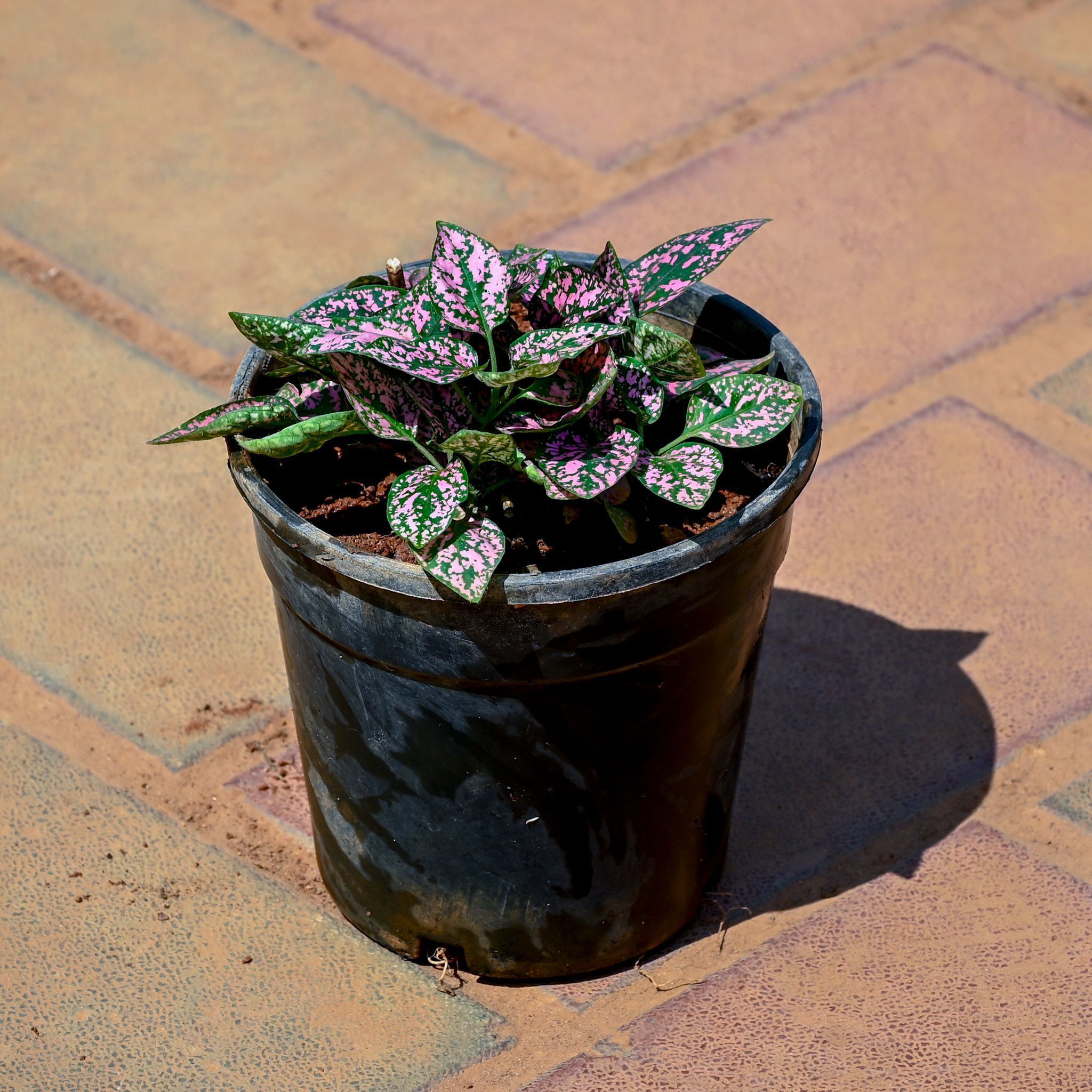 Hypoestes / Polka Dot Variegated Pink in 4 Inch Nursery Pot