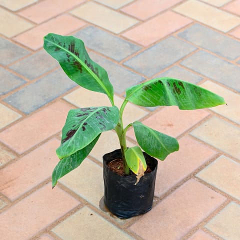 Banana / Kela Plant in 4 Inch Nursery Bag