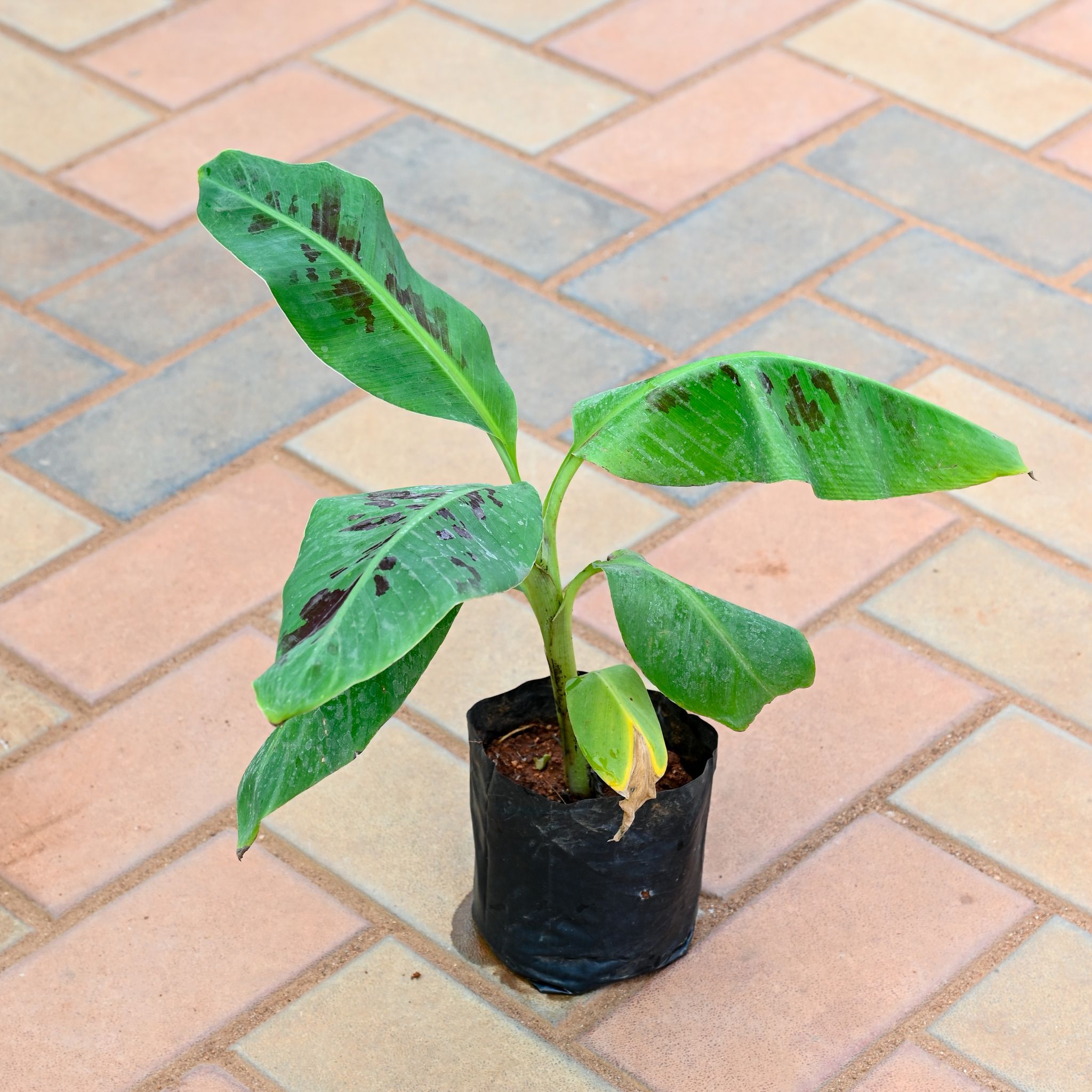 Banana / Kela Plant in 4 Inch Nursery Bag