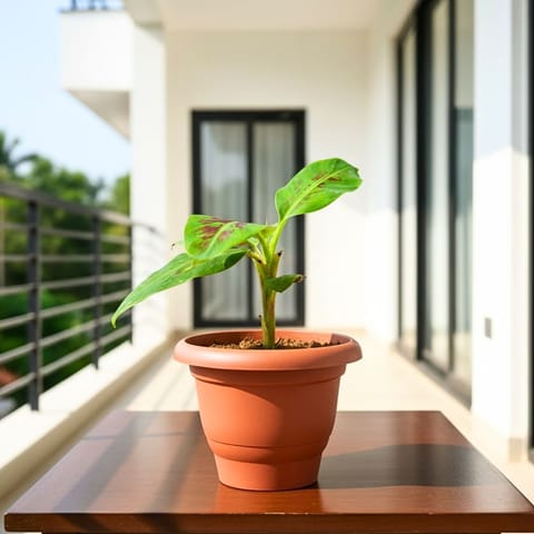 Banana / Kela Plant in 8 Inch Terracotta Red Classy Plastic Pot