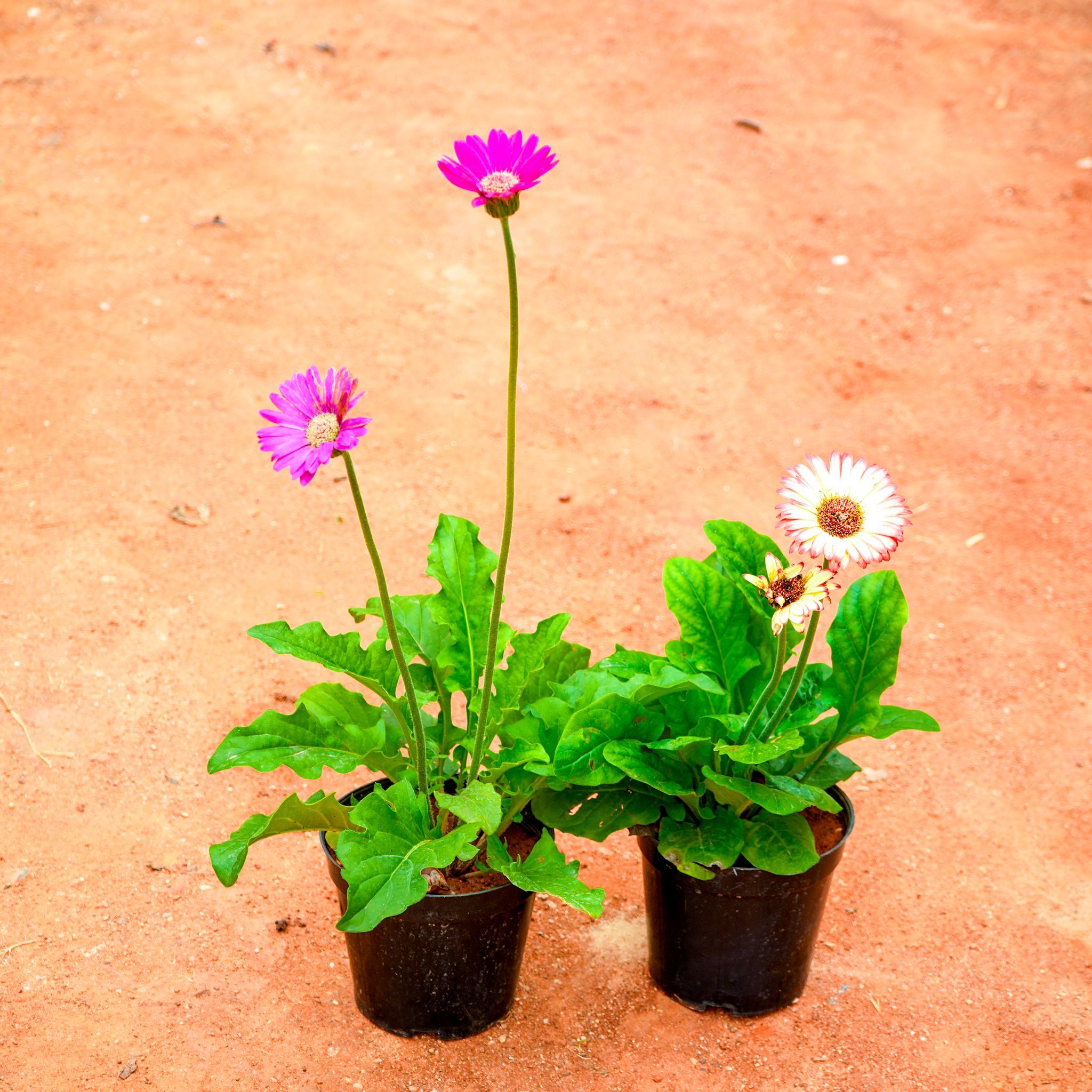 Set of 2 - Gerbera (Any Colour) in 4 Inch Nursery Pot
