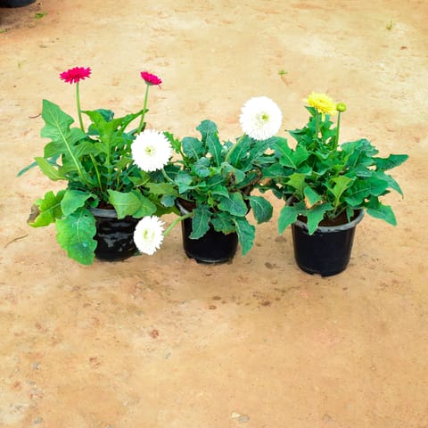 Set of 3 - Gerbera (Any Colour) in 10 Inch Nursery Pot