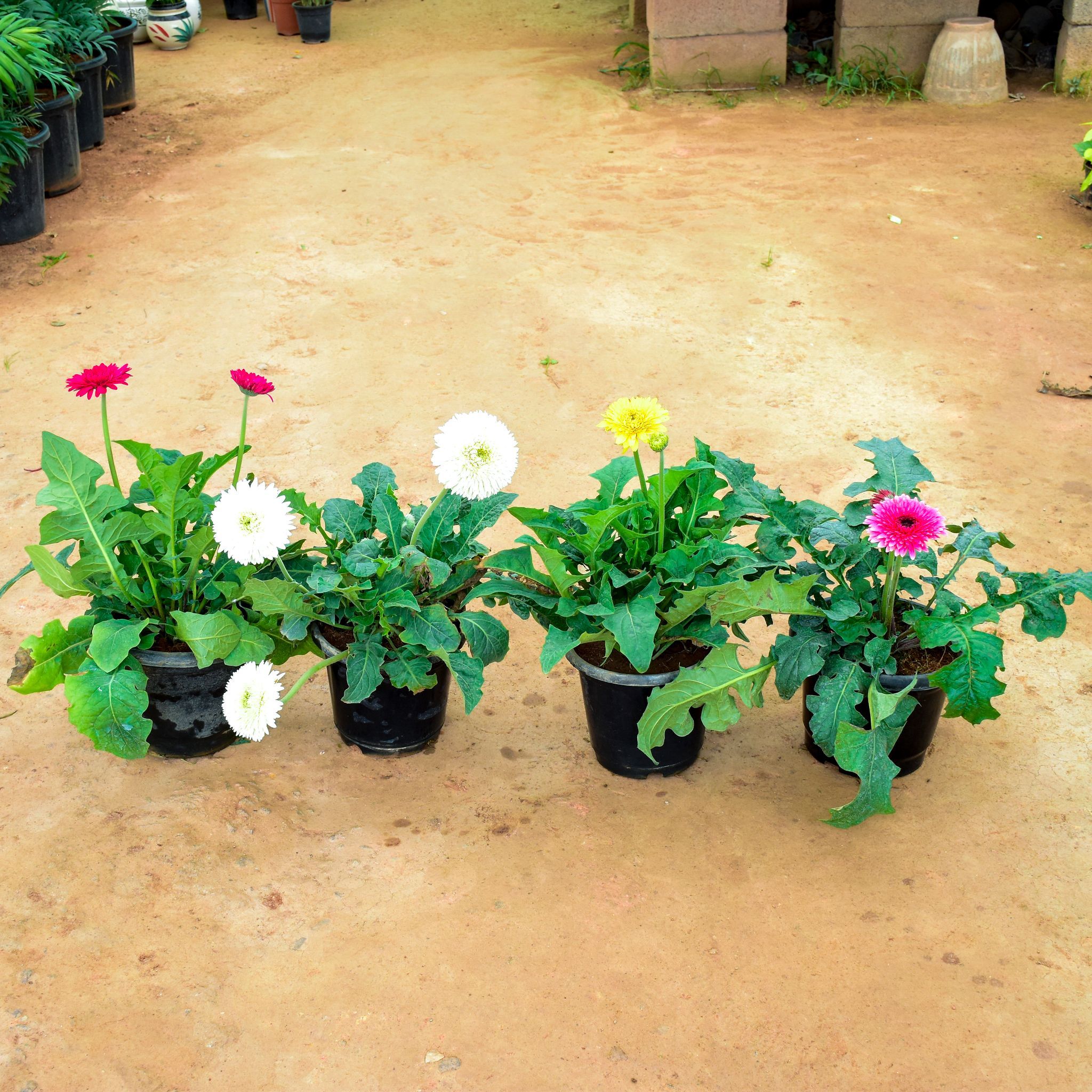 Set of 4 - Gerbera (Any Colour) in 10 Inch Nursery Pot