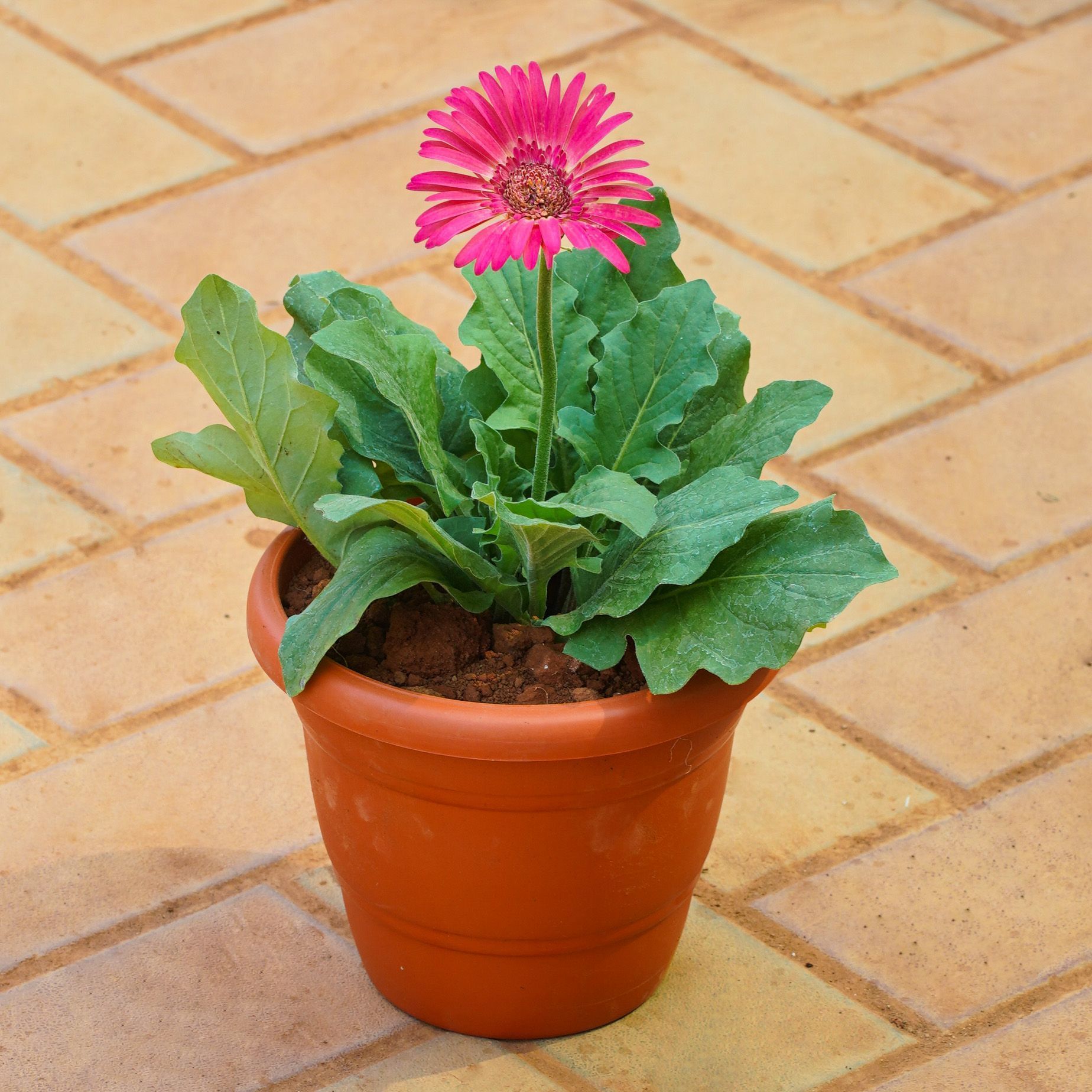 Gerbera Pink in 8 Inch Terracotta Red Classy Plastic Pot