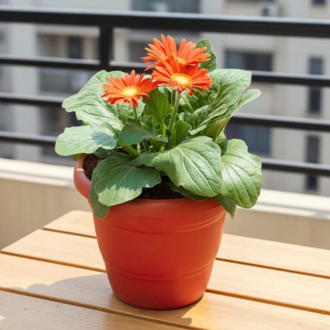 Gerbera Orange in 8 Inch Terracotta Red Classy Plastic Pot