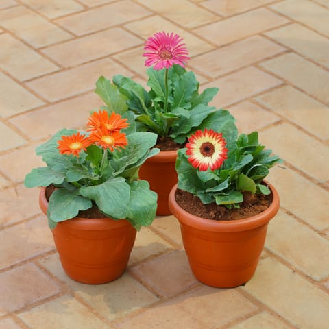 Set of 3 - Gerbera (Any Colour) in 8 Inch Terracotta Red Classy Plastic Pot