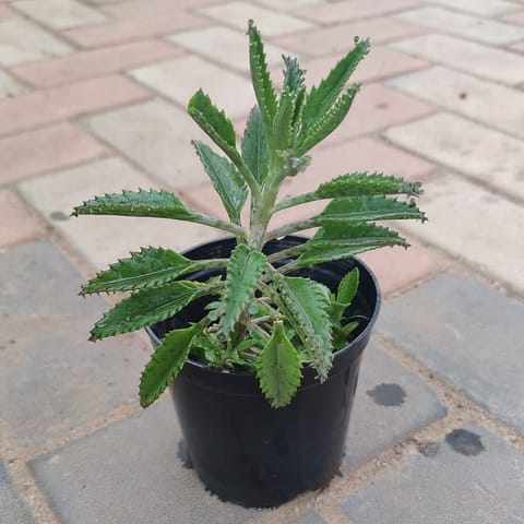 Mother of Thousands Succulent in 4 Inch Nursery Pot