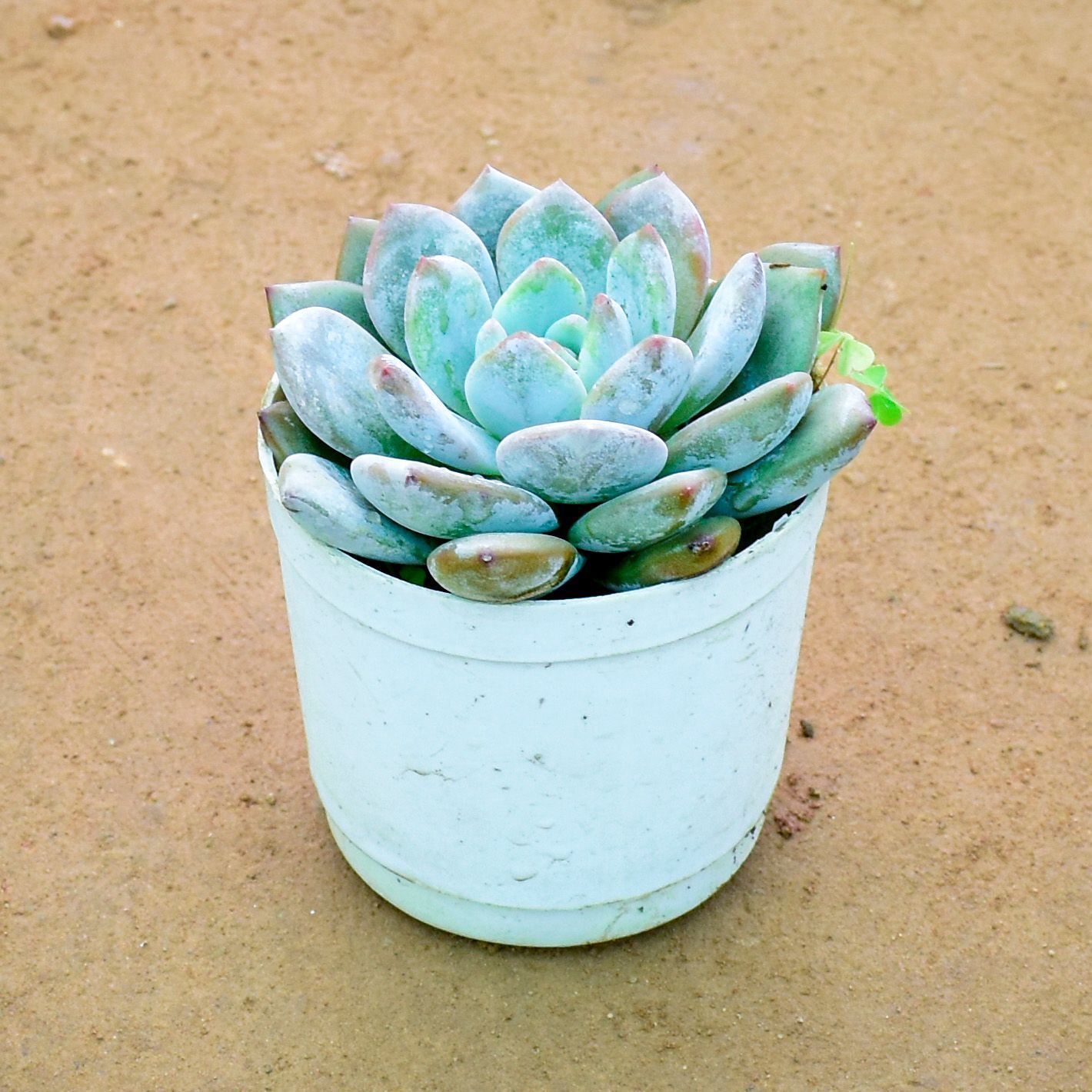 Echeveria Elegans Succulent in 4 Inch Nursery Pot