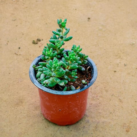 Jelly Bean Succulent in 3 Inch Nursery Pot