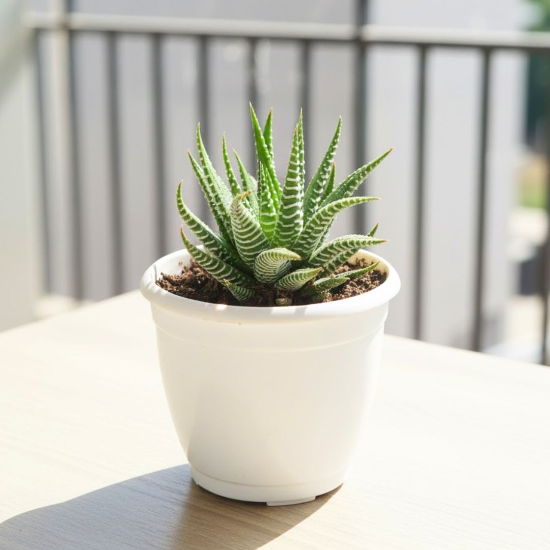 Haworthia Zebra Succulent in 4 Inch Nursery Pot