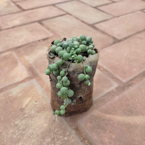 String Of Pearls Succulent in 4 Inch Nursery Bag