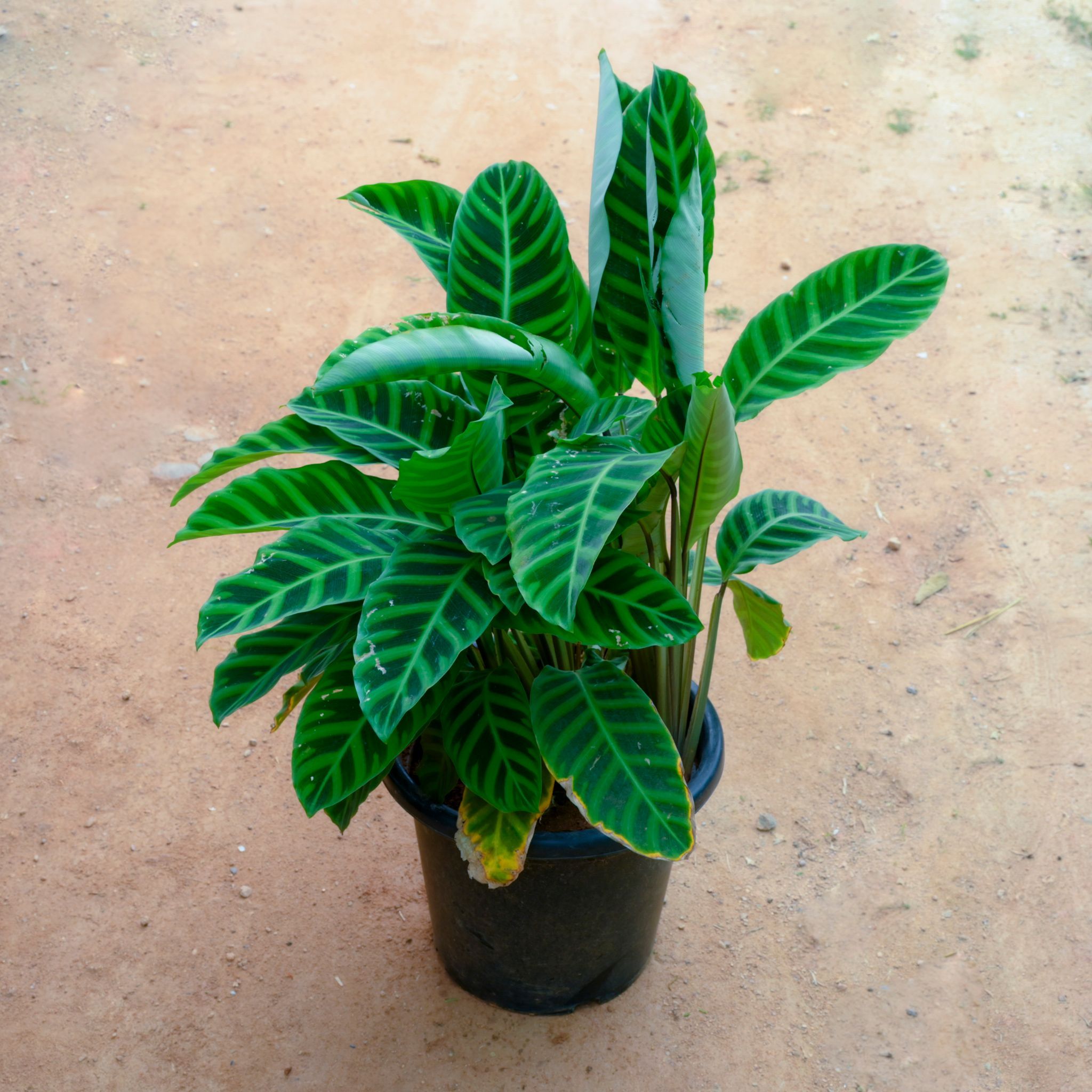 Calathea Zebrina in 14 Inch Nursery Pot