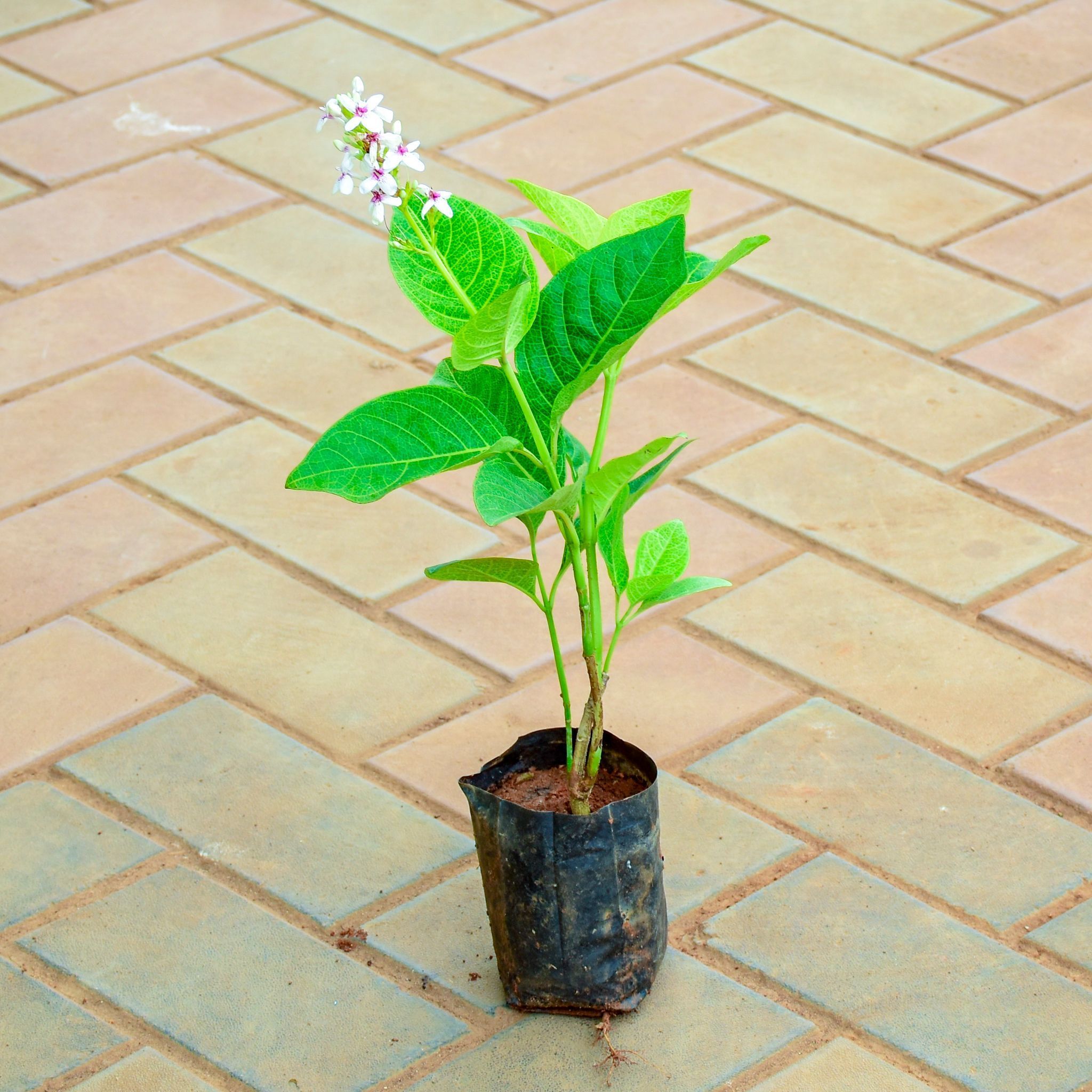 Pseuderanthemum Yellow Vein in 4 Inch Nursery Bag