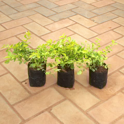 Set Of 3 - Duranta Golden in 4 Inch Nursery Bag