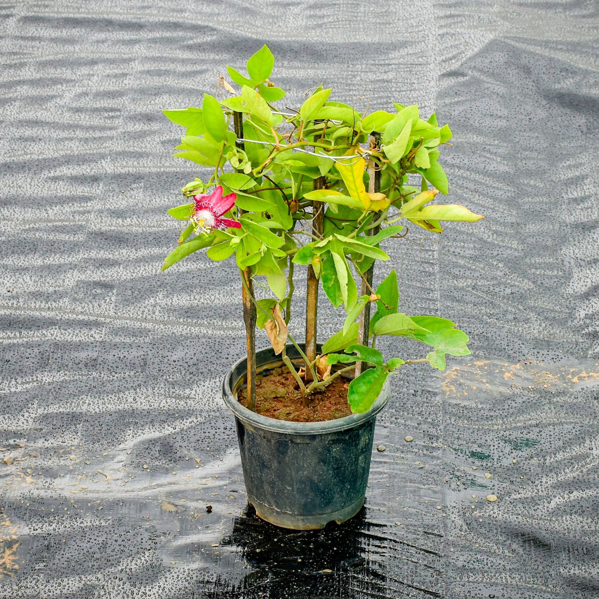 Passiflora / Rakhi Bel (Any Colour) in 6 Inch Nursery Pot