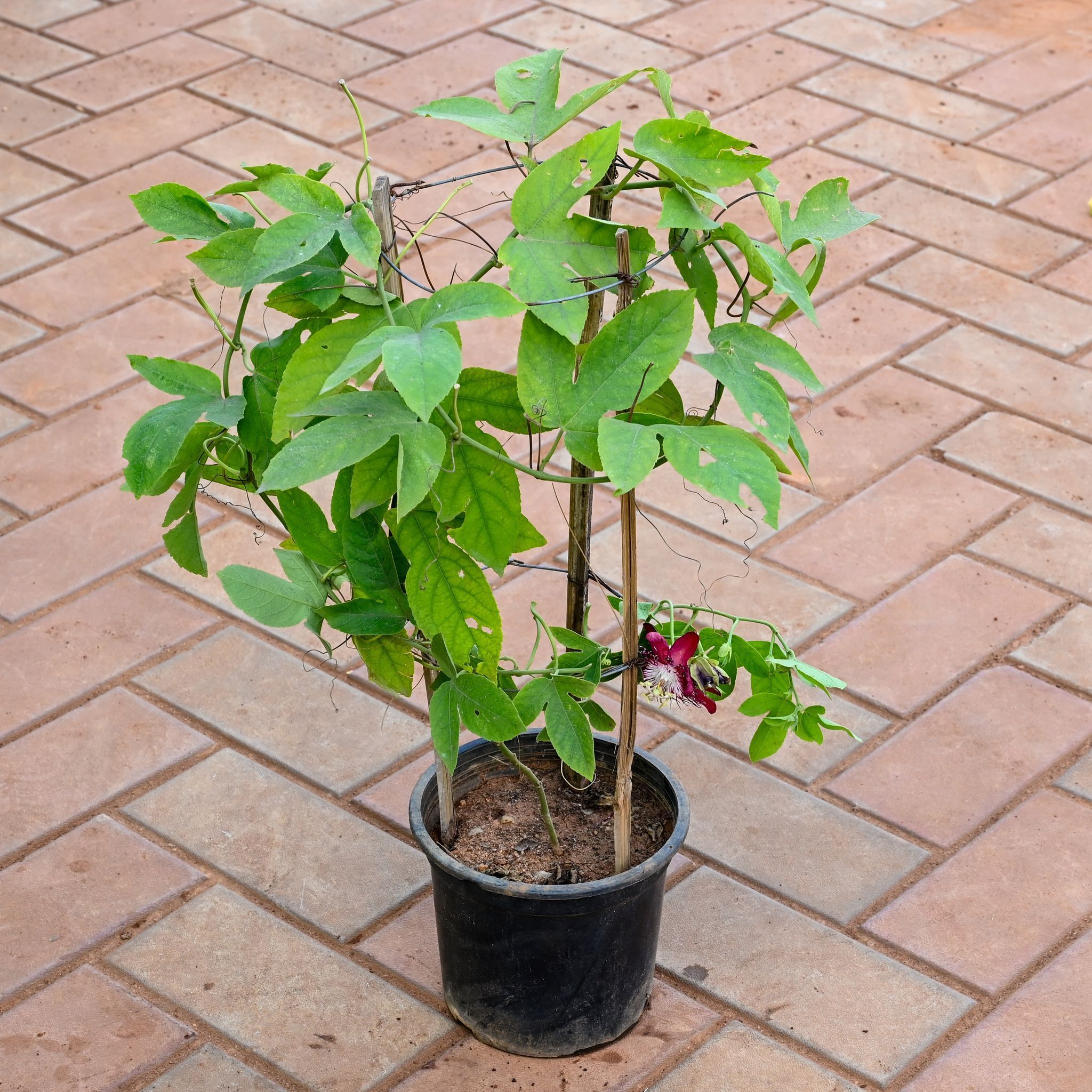 Passiflora / Rakhi Bel (Any Colour) in 10 Inch Nursery Pot