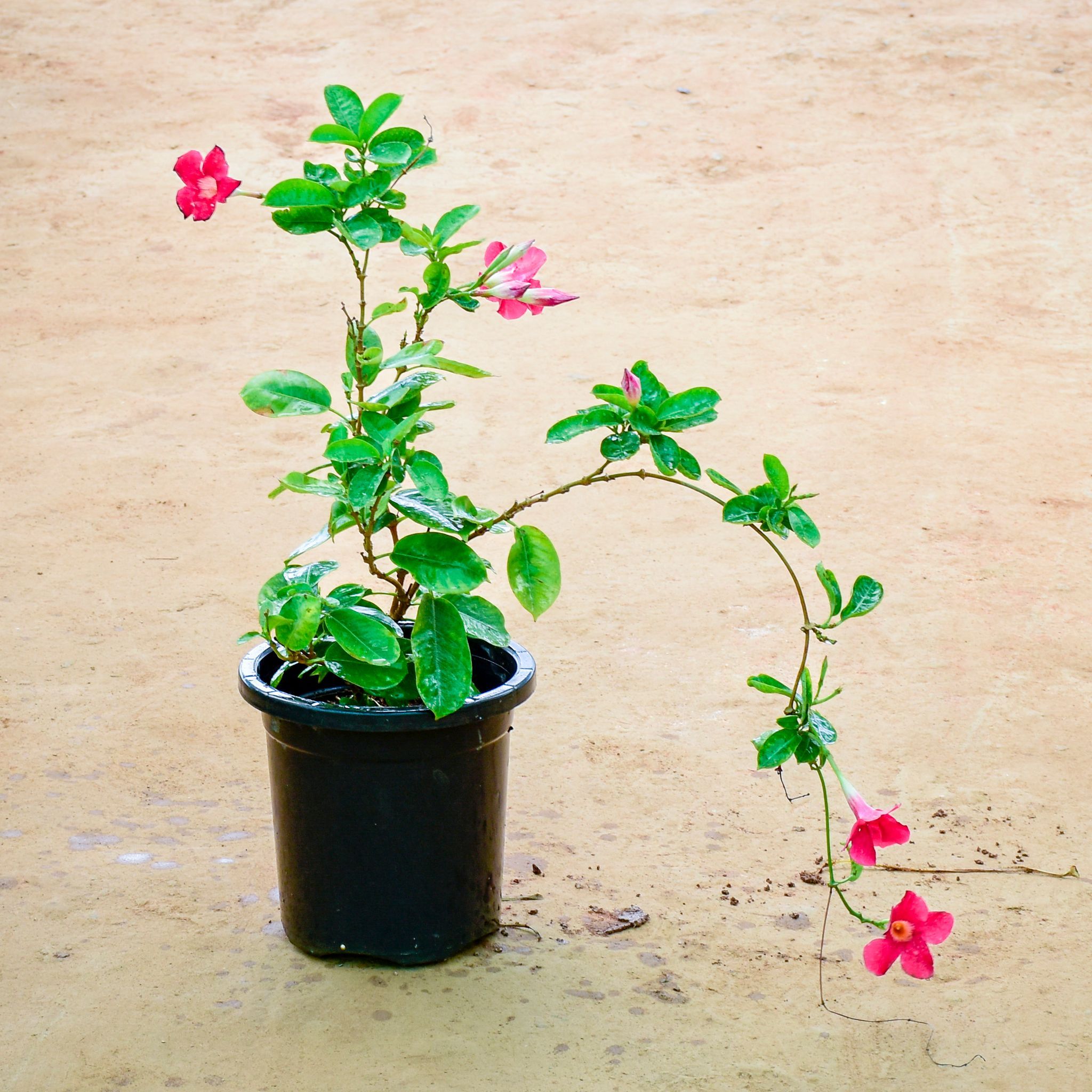 Mandevilla Pink in 8 Inch Nursery Pot