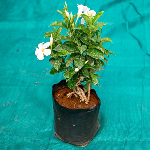 Mandevilla White in 10 Inch Nursery Bag