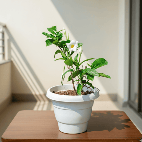 Mandevilla White in 8 Inch White Classy Plastic Pot