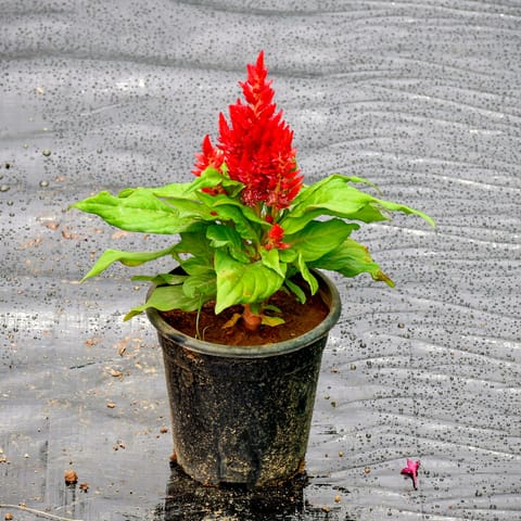 Celosia Red in 4 Inch Nursery Pot