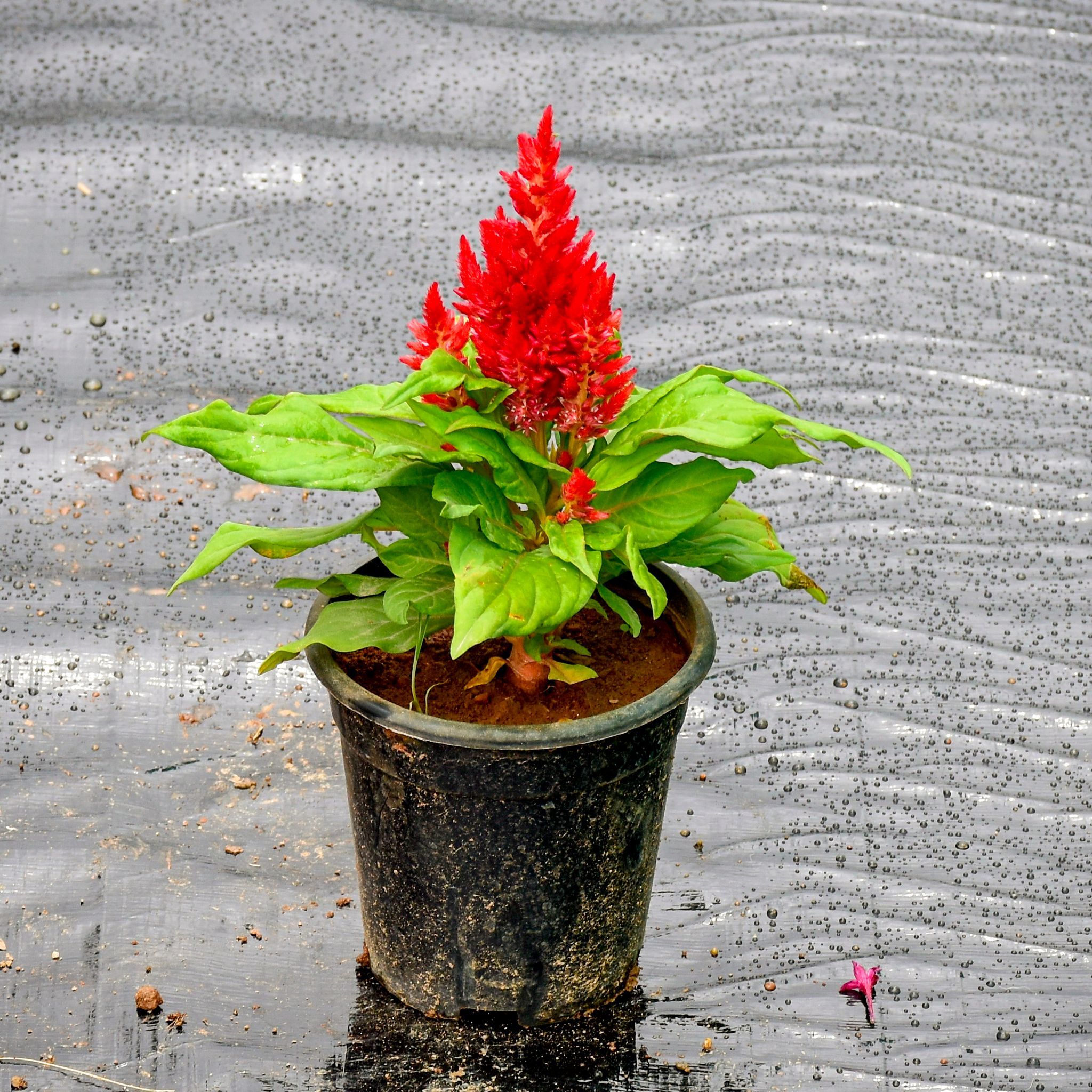 Celosia Red in 4 Inch Nursery Pot