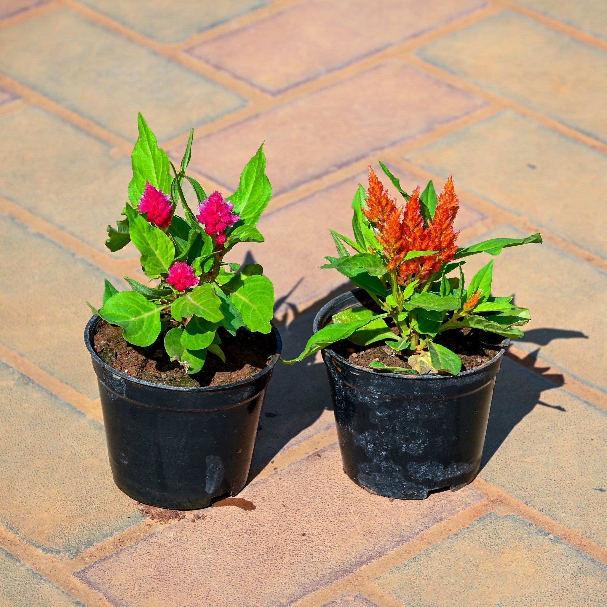Set Of 2 - Celosia (Any Colour) in 4 Inch Nursery Pot
