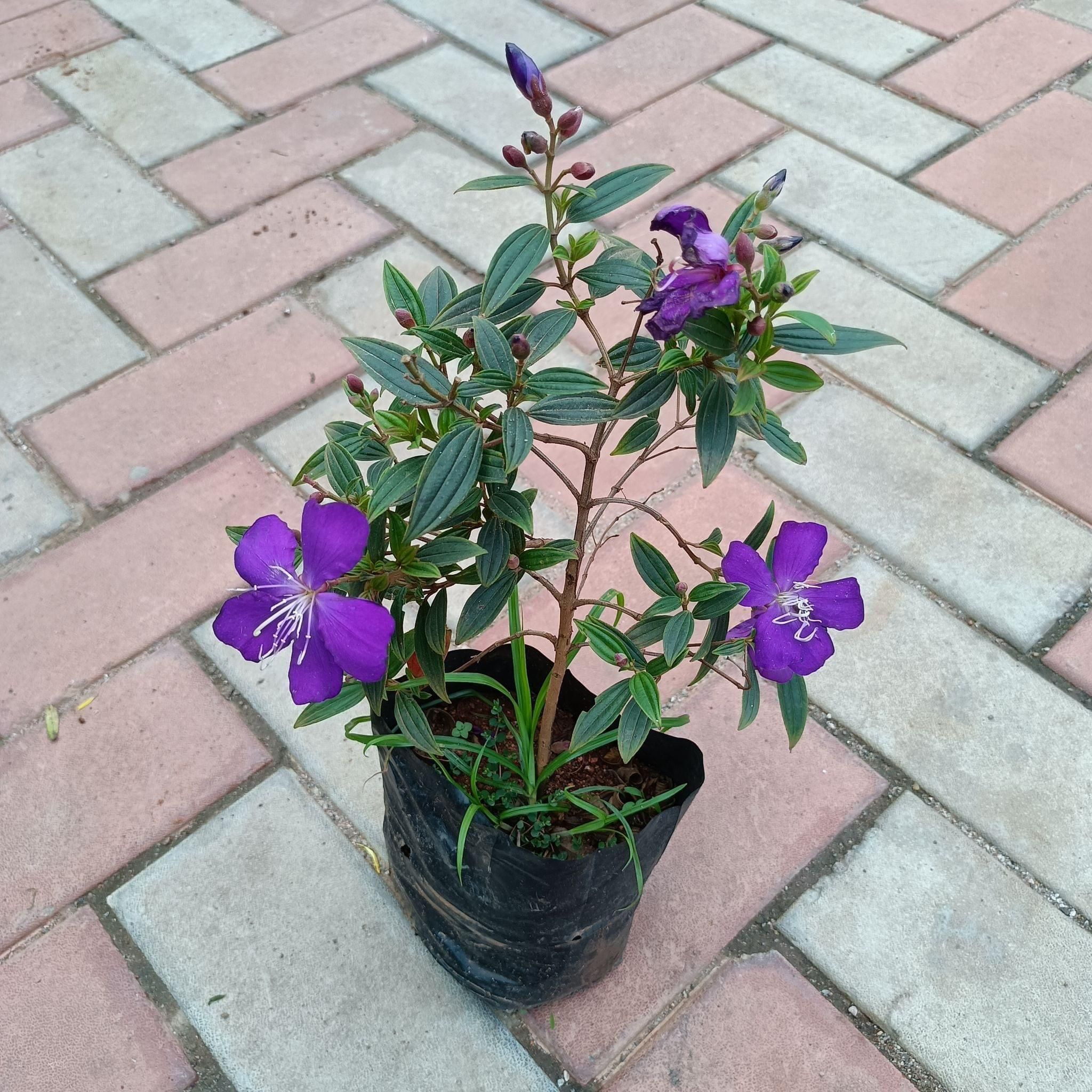 Princess Flower / Begum Bahar Purple in 6 Inch Nursery Bag