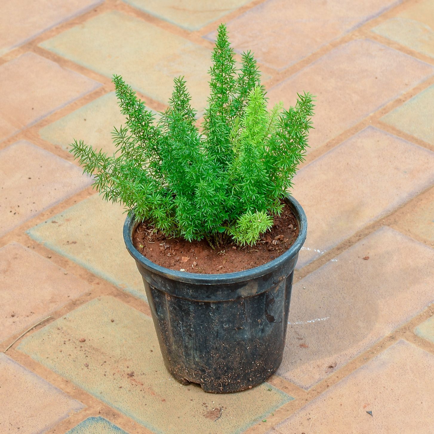 Asparagus Meyeri / Foxtail Fern in 4 Inch Nursery Pot