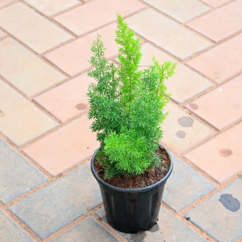 Asparagus Meyeri / Foxtail Fern in 6 Inch Nursery Pot