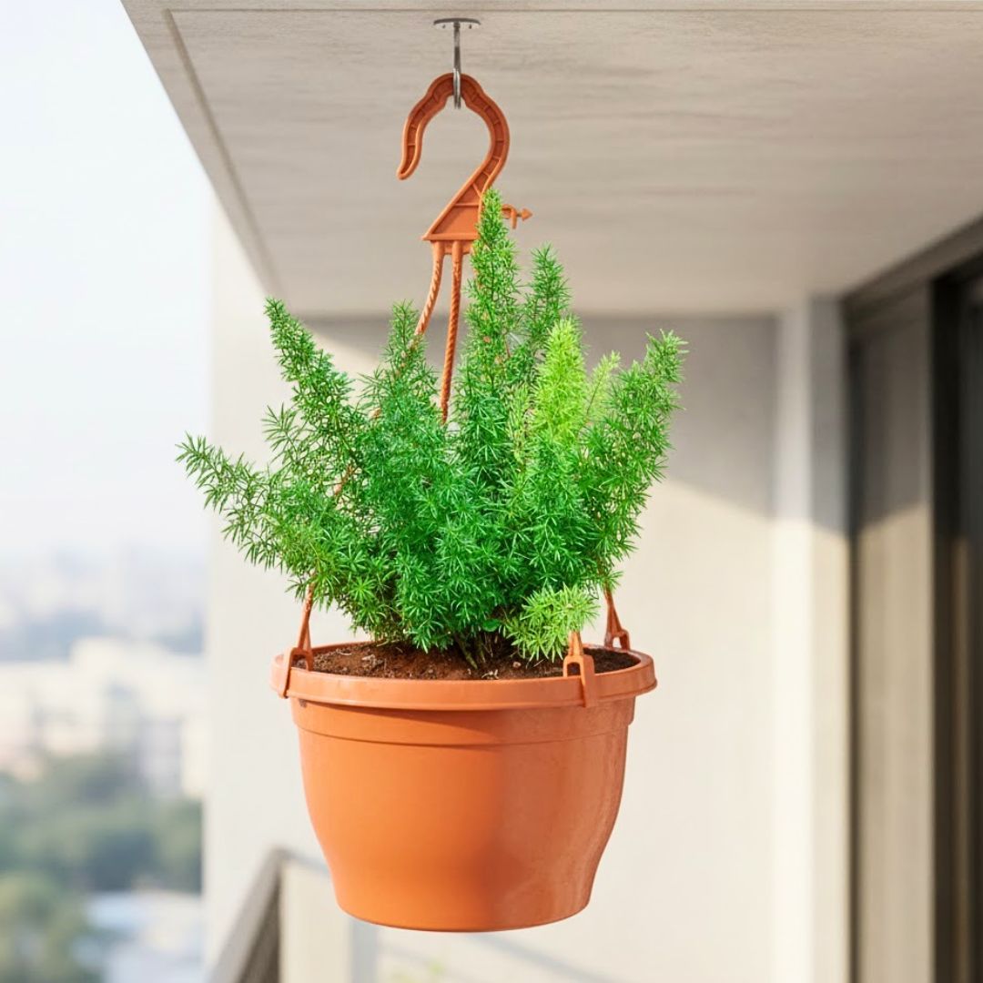Asparagus Meyeri / Foxtail Fern in 7 Inch Terracotta Red Premium Evara Hanging Plastic Pot