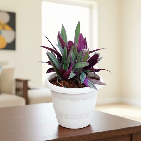 Rhoeo / Durangi Bicolour in 8 Inch White Classy Plastic Pot